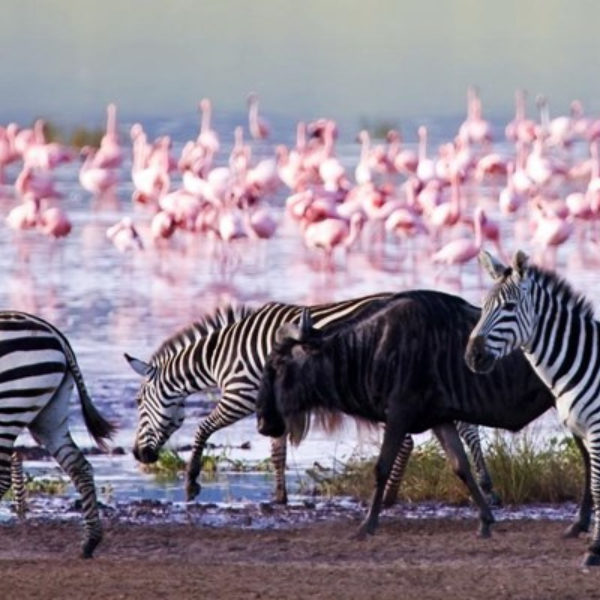 5 Days Rift Valley Lakes and Masai Mara Safari <br><p style="color: #eb882f;"> From USD 810</p>