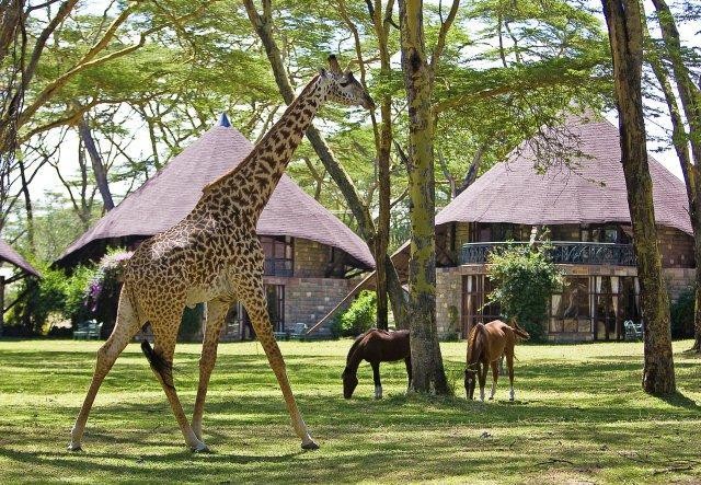 NAIVASHA  OFFERS SELF DRIVE HOLIDAY <br> From 	KES 11,000
